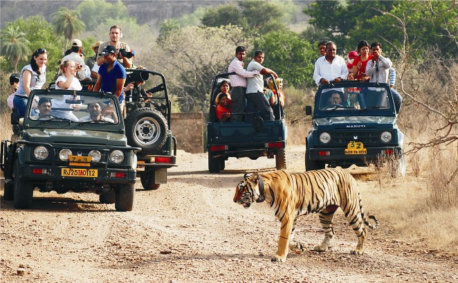 Jungle Safari Tour Jaipur - Ranthambore